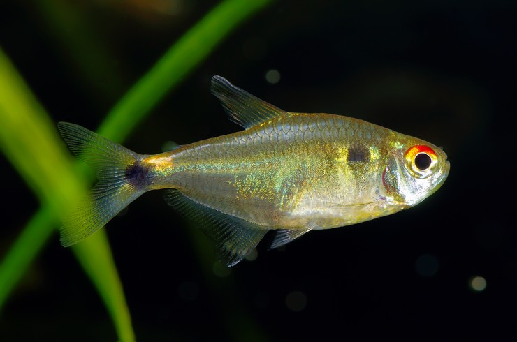 Lantern Tetra