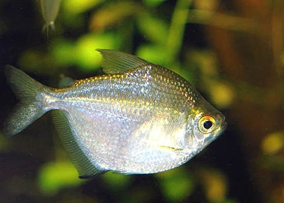 Coin Tetra
